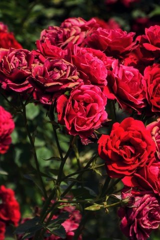 Обои цветы, бутоны, розы, красные, куст, flowers, buds, roses, red, bush разрешение 5427x3618 Загрузить