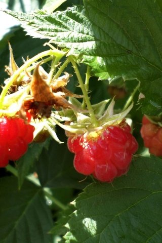 Обои малина, ягоды, куст, raspberry, berries, bush разрешение 1920x1200 Загрузить