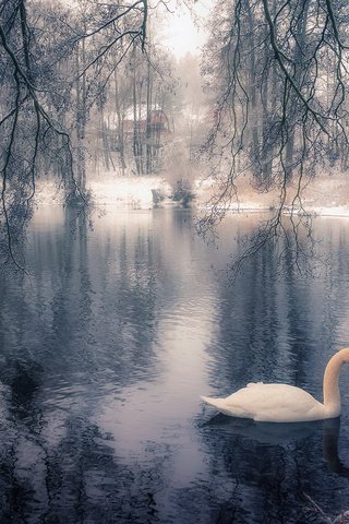 Обои озеро, дерево, зима, парк, ветки, птица, лебедь, lake, tree, winter, park, branches, bird, swan разрешение 1920x1200 Загрузить