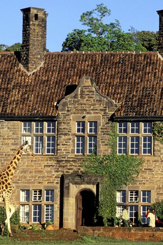 Обои дом, здание, жираф, house, the building, giraffe разрешение 1920x1080 Загрузить