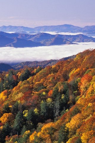 Обои деревья, горы, лес, пейзаж, осень, great smoky mountains national park, trees, mountains, forest, landscape, autumn разрешение 1920x1080 Загрузить