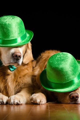 Обои пара, шляпа, собаки, шляпки, золотистый ретривер, pair, hat, dogs, hats, golden retriever разрешение 2048x1356 Загрузить