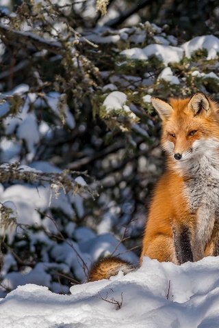 Обои снег, лес, зима, лиса, snow, forest, winter, fox разрешение 2046x1361 Загрузить