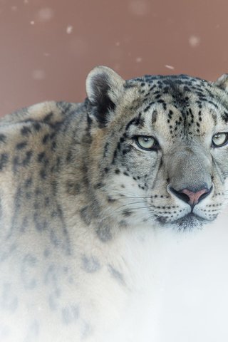 Обои фон, портрет, взгляд, снежный барс, ирбис, дикая кошка, снежный леопард, background, portrait, look, snow leopard, irbis, wild cat разрешение 1920x1200 Загрузить