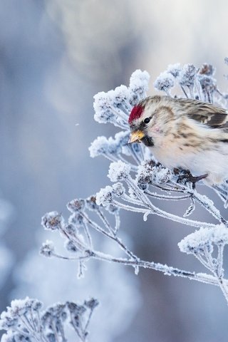 Обои трава, фон, мороз, иней, птица, чечётка, grass, background, frost, bird, tap dance разрешение 2048x1365 Загрузить