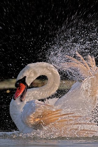 Обои вода, брызги, птица, перья, купание, лебедь, белый лебедь, water, squirt, bird, feathers, bathing, swan, white swan разрешение 2112x1188 Загрузить