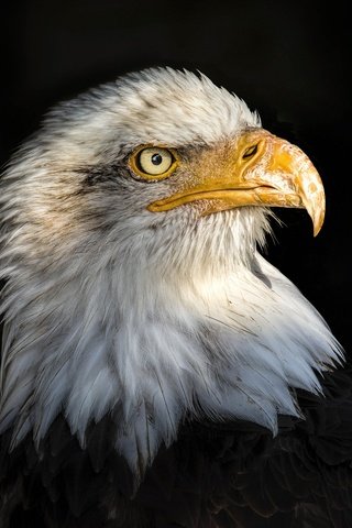 Обои портрет, орел, птица, клюв, черный фон, перья, белоголовый орлан, portrait, eagle, bird, beak, black background, feathers, bald eagle разрешение 2048x1365 Загрузить