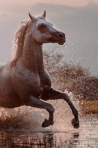 Обои брызги, конь, бег, squirt, horse, running разрешение 1920x1080 Загрузить