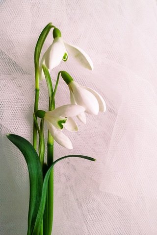 Обои подснежники на белом фоне, snowdrops on white background разрешение 2746x3965 Загрузить