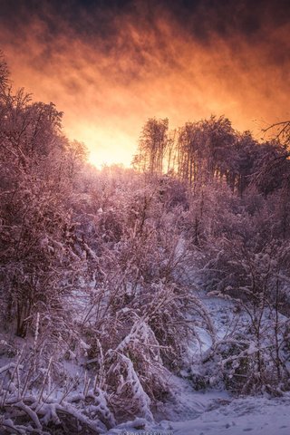 Обои лес, закат, зима, forest, sunset, winter разрешение 1920x1080 Загрузить