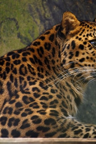 Обои морда, фон, взгляд, лежит, леопард, face, background, look, lies, leopard разрешение 1920x1080 Загрузить