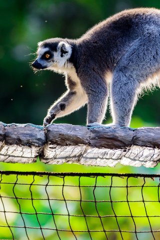 Обои свет, фон, поза, сетка, зоопарк, лемур, кошачий лемур, кольцехвостый, light, background, pose, mesh, zoo, lemur, a ring-tailed lemur, ring-tailed разрешение 1920x1080 Загрузить