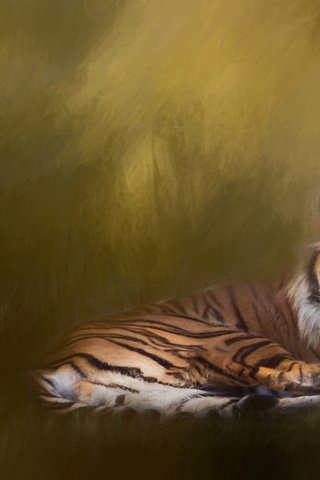 Обои тигр, текстура, фон, кошка, обработка, дикая кошка, tiger, texture, background, cat, treatment, wild cat разрешение 1920x1080 Загрузить