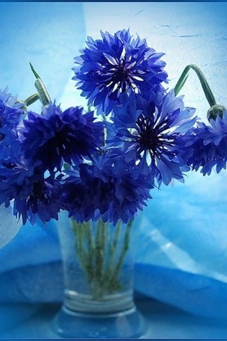 Обои цветы, ваза, букет васильков, flowers, vase, bouquet of cornflowers разрешение 1920x1661 Загрузить