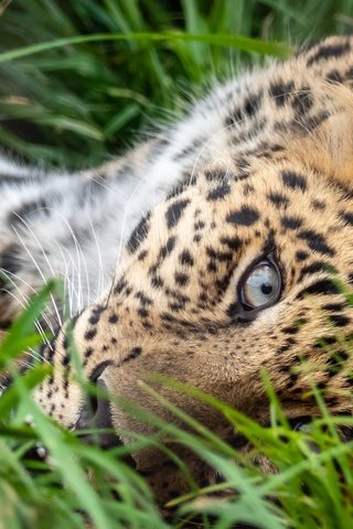 Обои трава, поза, лежит, леопард, глаз, grass, pose, lies, leopard, eyes разрешение 1920x1280 Загрузить