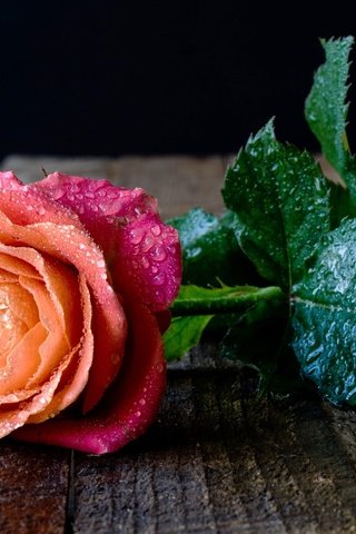 Обои вода, листья, цветок, капли, роза, доски, water, leaves, flower, drops, rose, board разрешение 2048x1366 Загрузить