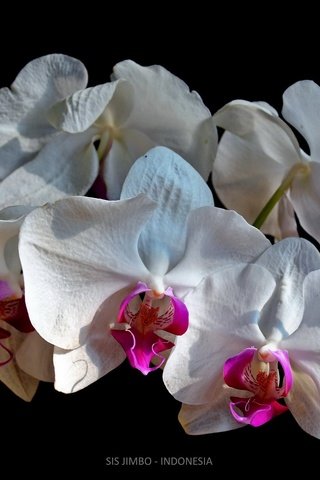 Обои фон, орхидеи, белые орхидеи, background, orchids, white orchid разрешение 2048x1365 Загрузить