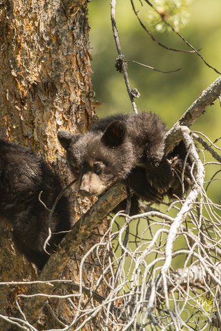 Обои дерево, парочка, на дереве, медвежата, барибал, tree, a couple, on the tree, bears, baribal разрешение 2048x1365 Загрузить