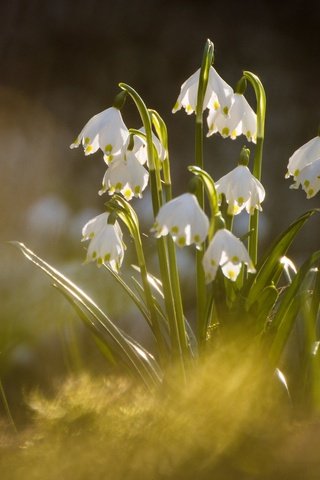 Обои макро, весна, боке, белоцветник, macro, spring, bokeh, snowflake разрешение 2048x1367 Загрузить