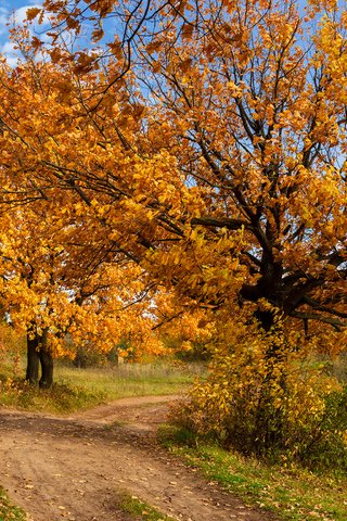 Обои деревья, природа, пейзаж, осень, trees, nature, landscape, autumn разрешение 2304x1536 Загрузить