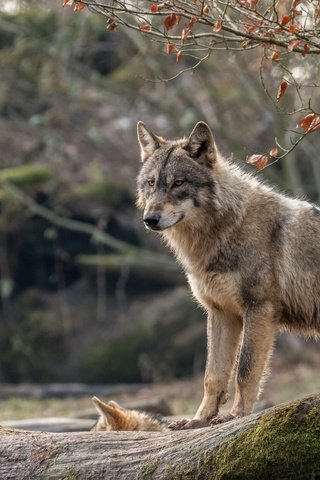 Обои природа, поза, взгляд, волк, nature, pose, look, wolf разрешение 2560x1600 Загрузить