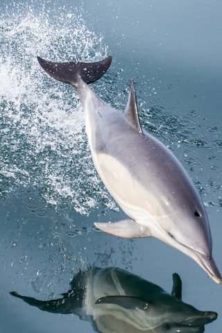 Обои вода, отражение, море, брызги, прыжок, дельфин, water, reflection, sea, squirt, jump, dolphin разрешение 2112x1188 Загрузить