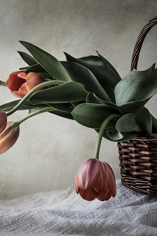 Обои стиль, корзина, тюльпаны, style, basket, tulips разрешение 2112x1188 Загрузить