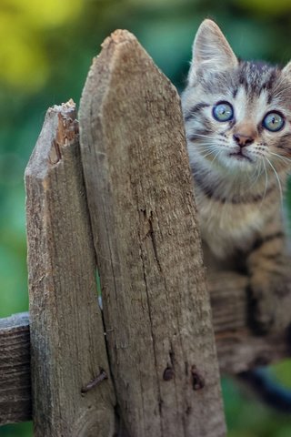 Обои кот, мордочка, кошка, взгляд, забор, котенок, малыш, удивление, крынка, pot, cat, muzzle, look, the fence, kitty, baby, surprise разрешение 2112x1188 Загрузить