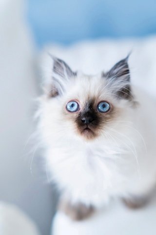 Обои взгляд, голубые глаза, бирманская кошка, look, blue eyes, burmese разрешение 2048x1365 Загрузить