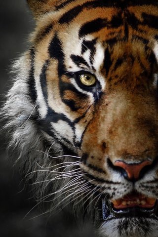 Обои тигр, животные, большая кошка, оскал, tiger, animals, big cat, grin разрешение 3840x2160 Загрузить