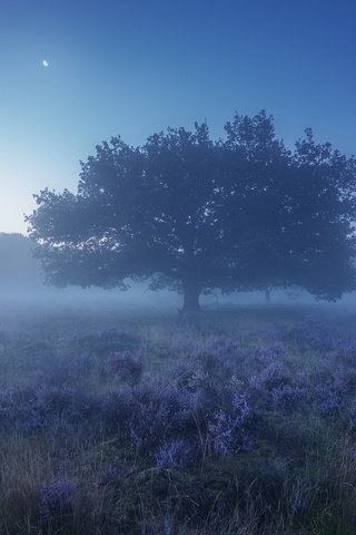 Обои небо, трава, природа, дерево, растения, туман, поле, the sky, grass, nature, tree, plants, fog, field разрешение 1920x1200 Загрузить