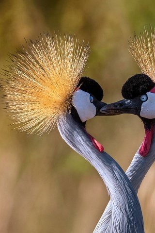 Обои птицы, клюв, шея, журавль, венценосный журавль, birds, beak, neck, crane, crowned crane разрешение 1920x1080 Загрузить