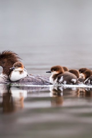 Обои вода, птицы, семья, утята, плавание, утка, крохаль, water, birds, family, ducklings, swimming, duck разрешение 2048x1280 Загрузить