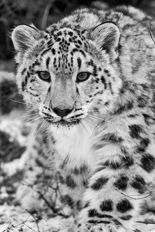 Обои снег, чёрно-белое, снежный барс, ирбис, snow, black and white, snow leopard, irbis разрешение 1920x1080 Загрузить