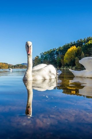 Обои озеро, природа, отражение, птицы, лебеди, лебедь, белый лебедь, lake, nature, reflection, birds, swans, swan, white swan разрешение 2048x1152 Загрузить