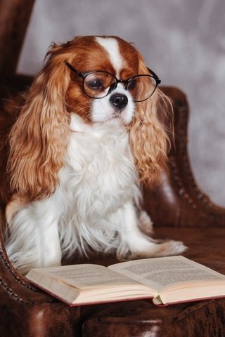 Обои очки, собака, кресло, книга, спаниель, кавалер кинг чарльз спаниель, glasses, dog, chair, book, spaniel, the cavalier king charles spaniel разрешение 1920x1080 Загрузить