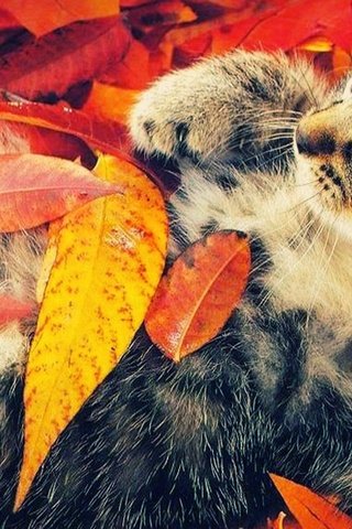 Обои кот, кошка, котенок, осенние листья, cat, kitty, autumn leaves разрешение 1920x1080 Загрузить