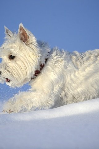 Обои снег, зима, собака, вест-хайленд-уайт-терьер, snow, winter, dog, the west highland white terrier разрешение 2880x1898 Загрузить