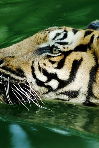Обои тигр, вода, хищник, большая кошка, tiger, water, predator, big cat разрешение 1920x1080 Загрузить