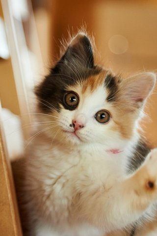 Обои кот, мордочка, усы, кошка, взгляд, котенок, мило, cat, muzzle, mustache, look, kitty, cute разрешение 3600x2403 Загрузить