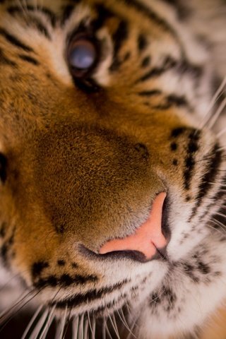 Обои тигр, морда, крупным планом, tiger, face, closeup разрешение 1920x1291 Загрузить