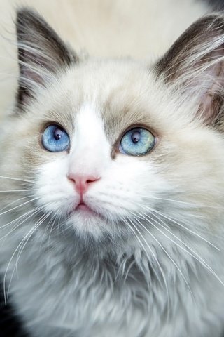 Обои кот, усы, шерсть, кошка, голубые глаза, лаза, cat, mustache, wool, blue eyes, laz разрешение 1920x1080 Загрузить