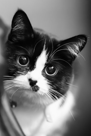 Обои глаза, кот, кошка, взгляд, животное, eyes, cat, look, animal разрешение 5760x3840 Загрузить