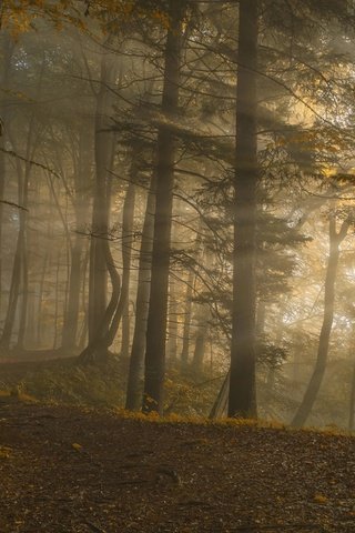 Обои деревья, norbert maier, восход, природа, лес, листья, пейзаж, солнечные лучи, солнечный свет, trees, sunrise, nature, forest, leaves, landscape, the sun's rays, sunlight разрешение 1920x1080 Загрузить