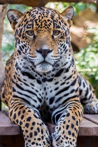 Обои морда, лапы, взгляд, хищник, большая кошка, ягуар, face, paws, look, predator, big cat, jaguar разрешение 1920x1080 Загрузить