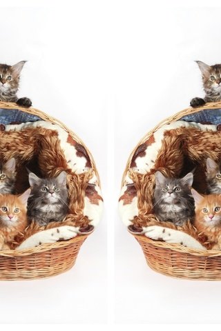 Обои кошки, котята, корзинка, мейн-кун, cats, kittens, basket, maine coon разрешение 2000x1440 Загрузить