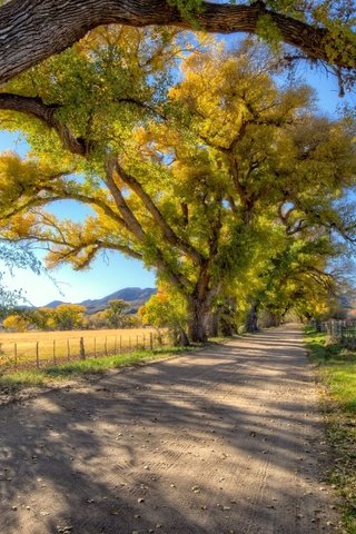 Обои дорога, деревья, солнце, лес, лучи, осень, забор, грунтовая, road, trees, the sun, forest, rays, autumn, the fence разрешение 1920x1080 Загрузить