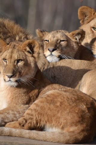 Обои семья, лев, львица, зоопарк, детеныши, большой кот, сафари, family, leo, lioness, zoo, cubs, big cat, safari разрешение 4068x2492 Загрузить