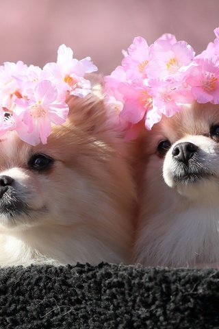 Обои сакура, милые, шпиц, венки, sakura, cute, spitz, wreaths разрешение 2560x1440 Загрузить