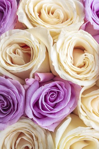 Обои цветы, бутоны, фон, розы, лепестки, flowers, buds, background, roses, petals разрешение 5184x3456 Загрузить